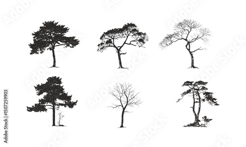 Snowy woodland forest, cedar tree silhouette, alpine theme, engraving style, wild tree, seasonal nature, black tree, vector illustration, mountain forest, nature scenery, cold weather landscape.