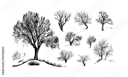 Winter landscape with cedar tree woodland, forest silhouette, alpine mood, wild tree engraving, nature design, vector illustration, tranquil forest, natural environment, scenic wilderness view.