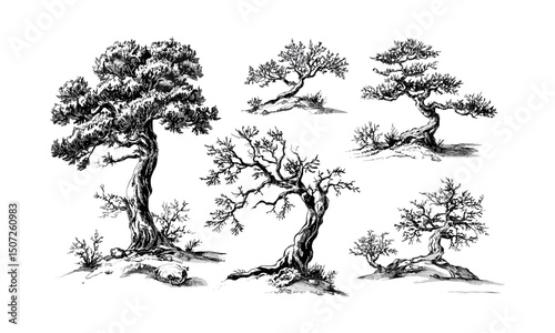 Cedar tree woodland winter landscape set in alpine mood, forest silhouette, wild tree, engraving style, nature design, vector illustration, mountain scenery, serene outdoor scene, peaceful nature.