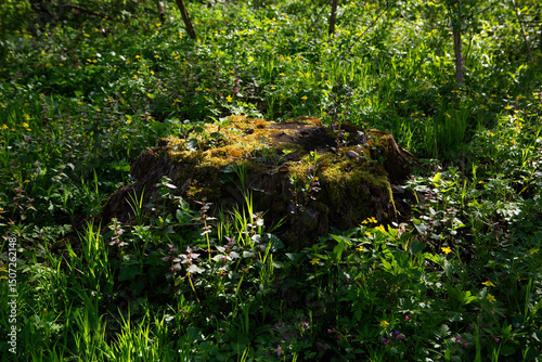 Landscape with tree trunk in spring sunny forest