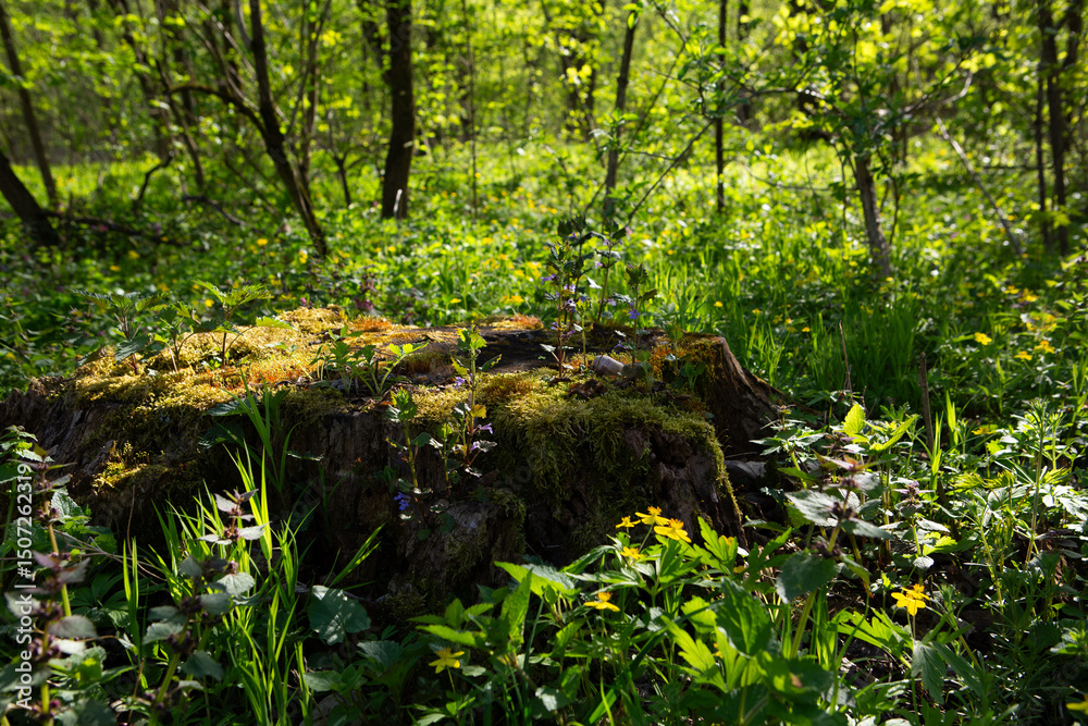 Fototapeta premium Landscape with tree trunk in spring sunny forest ecosystem recovery