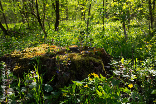 Landscape with tree trunk in spring sunny forest ecosystem recovery