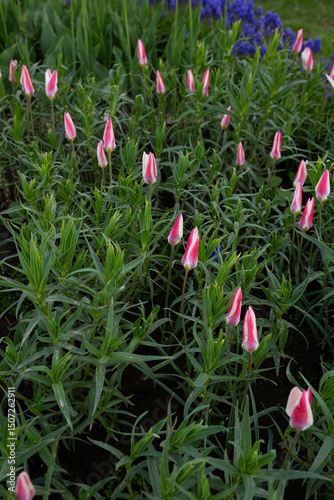 Spring flower bed with tulips blooming season nature