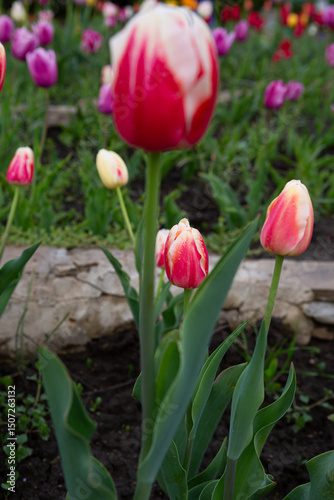 Spring flower bed with tulips blooming