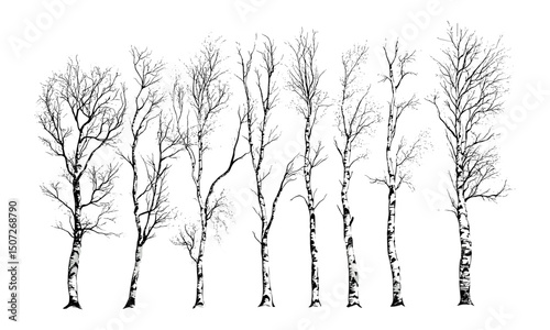 Birch Tree Silhouettes with Slender Trunk, engraved line art on breezy hillside, cool climate summer forest vector illustration, woodland scenery clipart, minimalist mountain art.