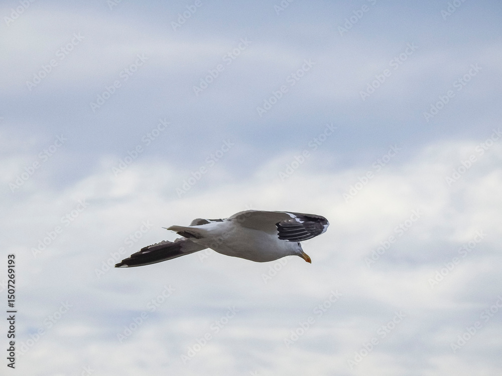 Obraz premium gaviota
