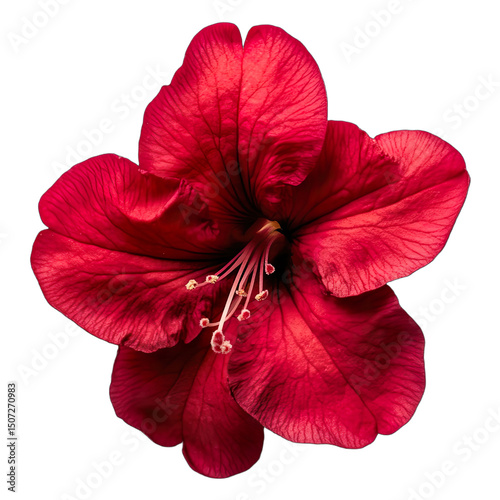 Top view of simple & minimalistic, single colour, ultra high quality, close-up, ruby red azalea, clustered petals, soft edges isolated on tranparent background