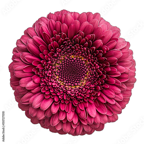 Top view of simple & minimalistic, single colour, ultra high quality, close-up, vivid pink gerbera daisy, radial pattern, central disk isolated on tranparent background photo