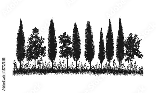 Vineyard hilltop with cypress tree silhouettes, southern landscape engraving, forest canopy vector, winery nature design, rustic countryside scenery, vector illustration.