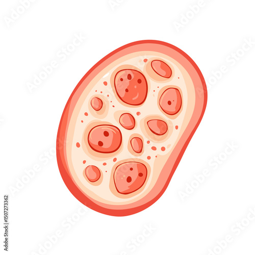 Microscopic Cell in Peach Tones with Distinct Nuclei and Membrane Structure for Medical Illustration on White Background