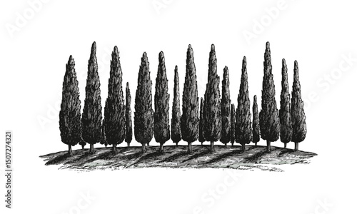 Cypress Tree Silhouettes, hilltop vineyard forest art, engraved southern landscape, vertical canopy vector, winery nature design, rustic outdoor scene, vector illustration.