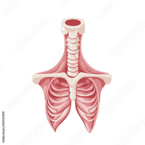 Pixel Art of Human Ribcage Muscular System with Red and White Bones on a Clean White Background