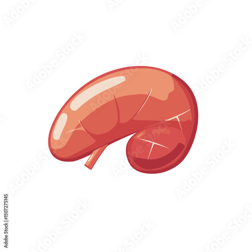 Realistic Anatomical Kidney Illustration Showing Veins Arteries and Internal Structures in Red and Pink Isolated on White Background