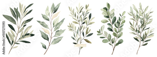 Wallpaper Mural PNG Elegant botanical leaf illustrations, element set on transparent background Torontodigital.ca