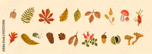 Hand drawn big vector set of various autumn leaves, rowan, acorn and chestnut forest plants, mushrooms. Colored trendy illustration. Flat design with stamp texture. For poster, flyer, brochure, banner