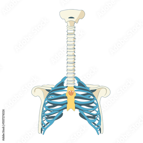 Stylized Illustration of a Teal and Beige Ribcage Skeleton Structure Isolated on White Background for Medical or Anatomy Educational Purposes