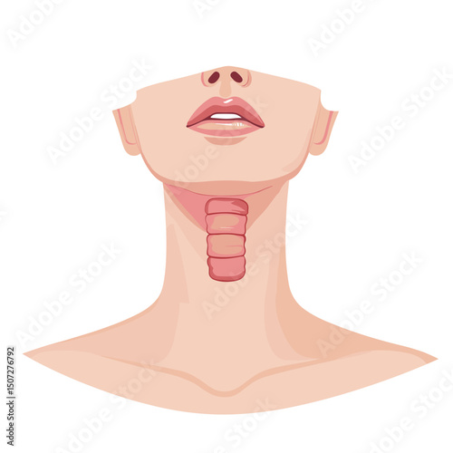 Thyroid Gland Anatomical Illustration Medical Diagram of Human Neck and Throat Endocrine System in Pastel Pink Tone Skin Color
