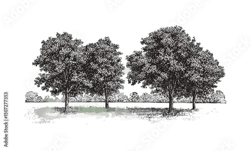 Early morning scene, elm tree silhouettes, rural park, dawn meadow, engraved tree canopy, vector illustration, serene nature, calm environment, forest edge, natural background.