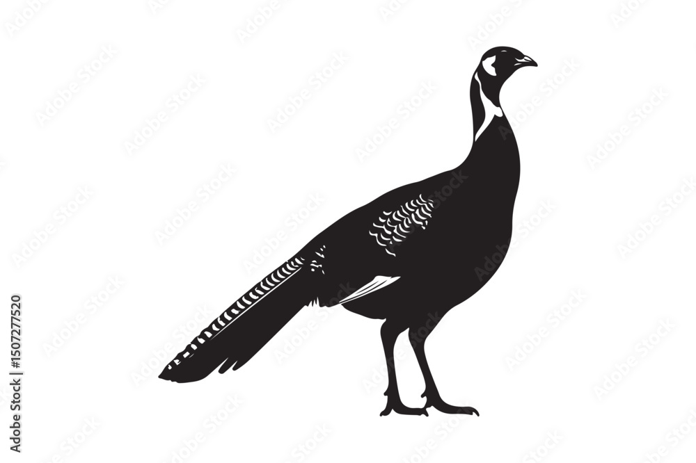 Obraz premium Majestic peacock bird illustration detailed vector graphic