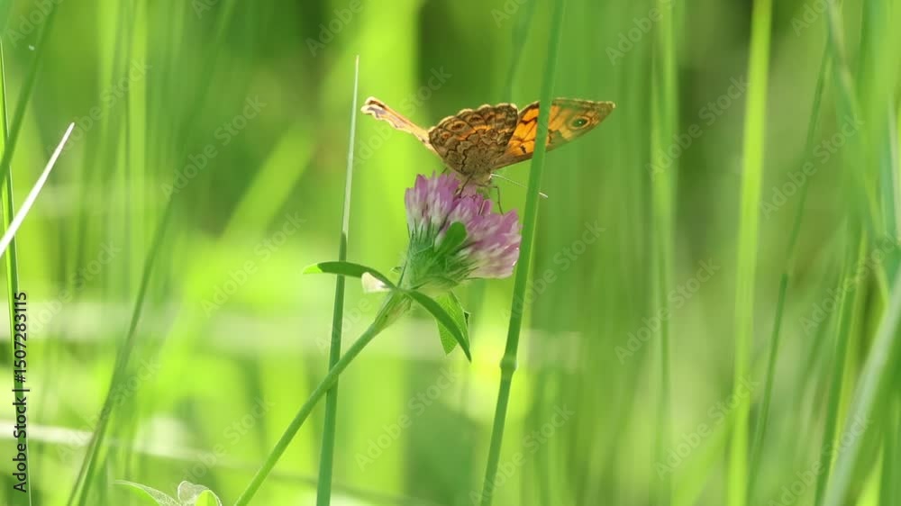 Mariposa Lasiommata megera alimentandose en flor de trébol rojo (Trifolium pratense) con hermoso bokeh de la hierba, Lorcha, España