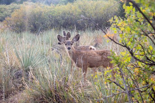 Plakat deer in the woods