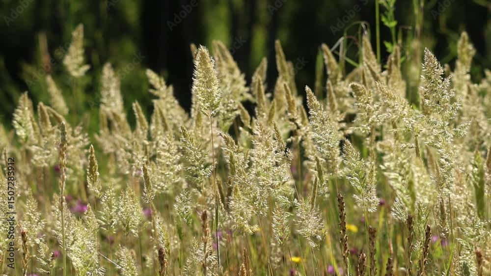 Hermoso fondo de espigas de hierbas Calamagrostis epigejos a contraluz mecidas por el viento en la ribéra del río Serpis, Lorcha, España	