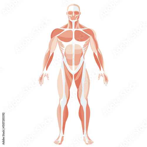 Detailed Full Body Muscular System Illustration in White Background for Educational and Medical Purposes with Accurate Muscle Representation
