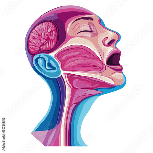 Detailed Human Anatomy Cross Section Head and Throat Pink Purple Medical Illustration on White Background