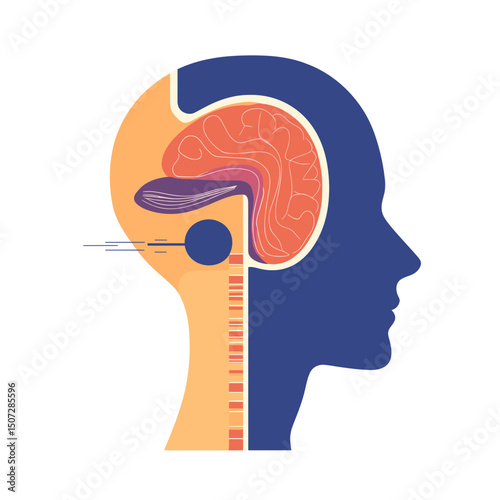 Detailed Human Brain Anatomy Diagram Illustrating Medical Science and Health Education with a Blue Orange and Purple Color Scheme