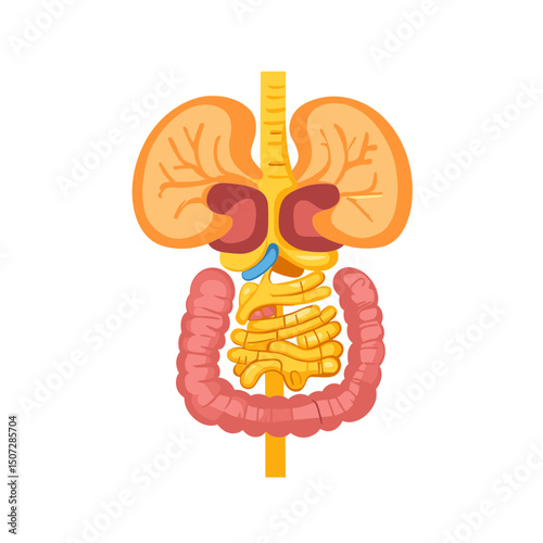 Detailed Human Internal Organ Anatomy of Kidney Intestines and Bladder with Esophagus and Colon on White Background for Medical Educational Illustration