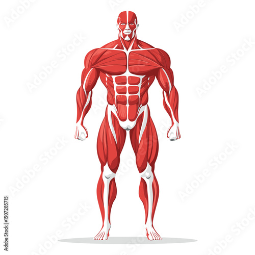 Detailed Human Muscular System Anatomy Illustration with Red Muscle Fibers Showing Full Body Muscle Structure on a White Background