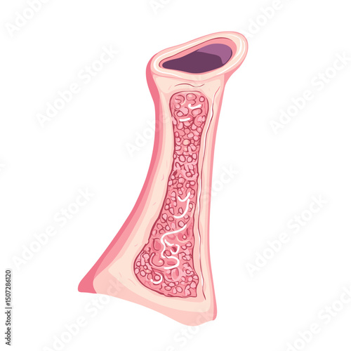 Detailed Illustration of Bone Anatomy Cross Section Showing Bone Marrow and Skeletal Structure on a White Background