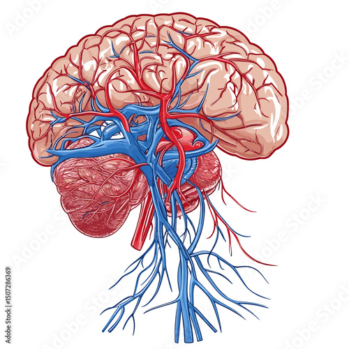 Detailed Illustration of Human Brain Anatomy with Red Arteries and Blue Veins on White Background