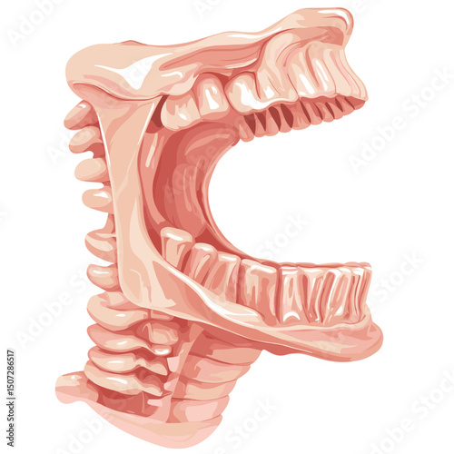 Detailed Illustration of Human Jaw Bone Structure Teeth and Neck Anatomy for Medical or Educational Use with Scientific Precision