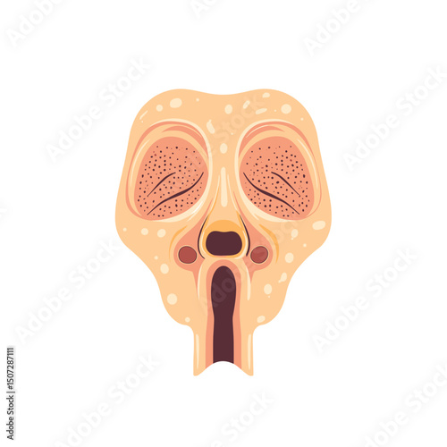 Detailed Illustration of the Human Nasal Sinus Cavity Anatomy in Medical Diagram Cross Sectional View of Facial Nasal Area