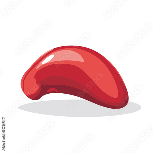 Detailed Kidney Anatomy Illustration Red Organ on White Background for Medical Education and Healthcare Design