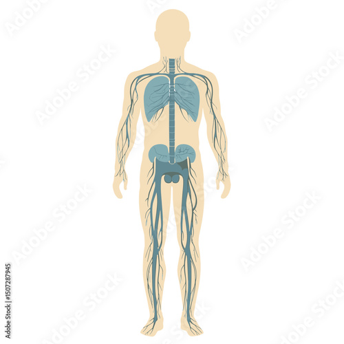 Detailed Lymphatic System Illustration of Human Body with Nodes and Vessels on White Background for Educational and Medical Purposes