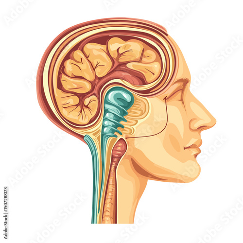 Detailed Medical Illustration of a Human Head Anatomy Featuring the Brain and Spinal Cord on a White Background