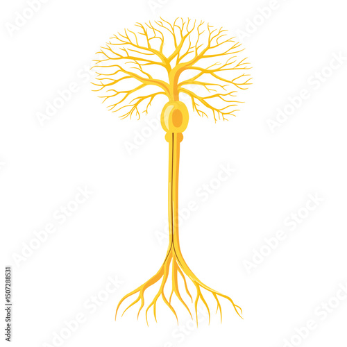 Detailed Nerve Cell Illustration Showing Structure and Function on White Background