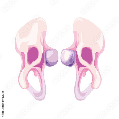 Detailed Pelvic Bone Structure Anatomical Illustration on a White Background with Pink and Violet Tones Medical Diagram for Health and Education