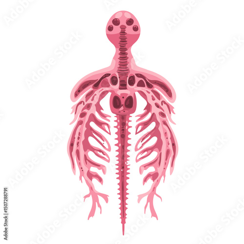 Detailed Pink Bird Skeleton Anatomy Illustration on White Background Vertebrate Structure Biology Science Medical Organism Diagram