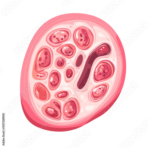 Detailed Pink Oval Cross Section of Biological Tissue with Cell Structures Medical Illustration and Scientific Diagram