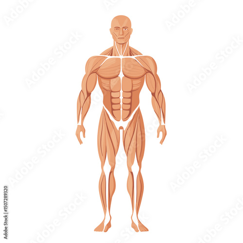 Detailed Pixel Art Illustration of Human Muscular System Anatomy on a White Background