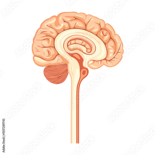Detailed Sagittal View of Human Brain Anatomy on White Background Medical Illustration Showcasing Internal Structure and Lobes