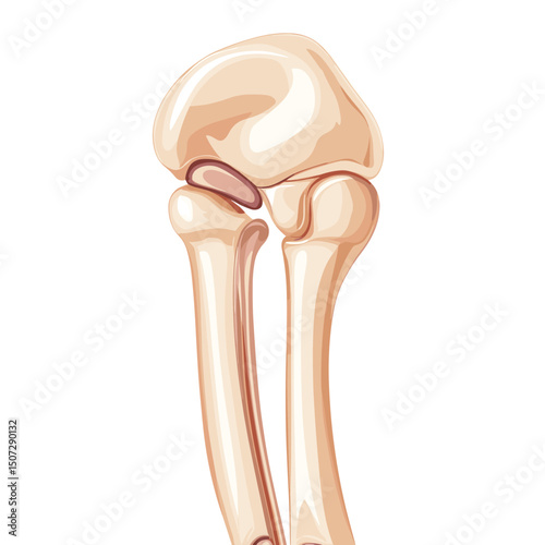 Elbow Joint Anatomical Structure Humerus Ulna and Radius Bones on White Background Detailed Medical Illustration