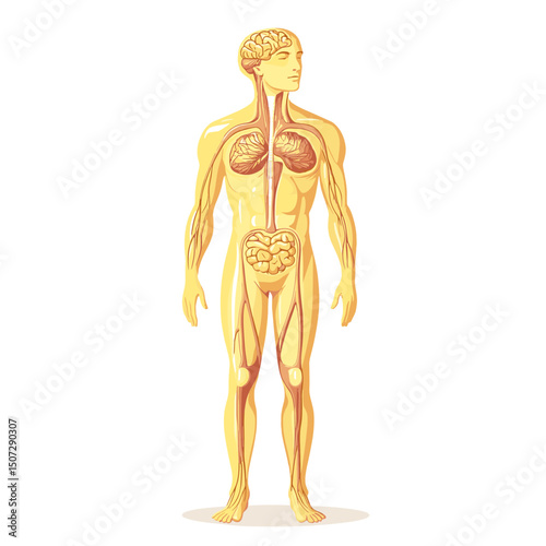 Full Body Lymphatic System Anatomical Illustration Showing Vessels and Nodes on a Human Figure in White Background