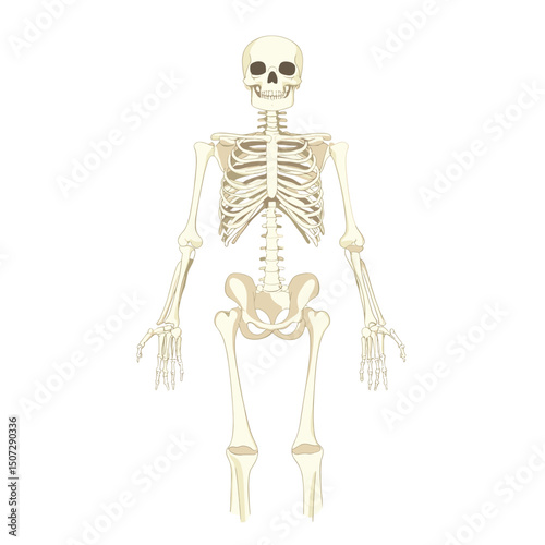 Full Human Skeleton Anatomy Illustration Front View on White Background Graphic Medical Science Educational Bone Structure