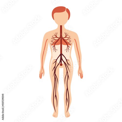 Human Anatomy Diagram Featuring Blood Vessels and Lymphatic System on White Background Medical Illustration of Circulatory System