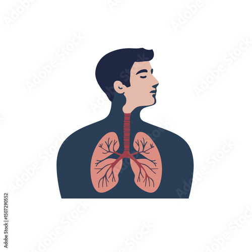 Human Anatomy Illustration Featuring Lungs Bronchial System in Dark Blue and Red Against a White Background