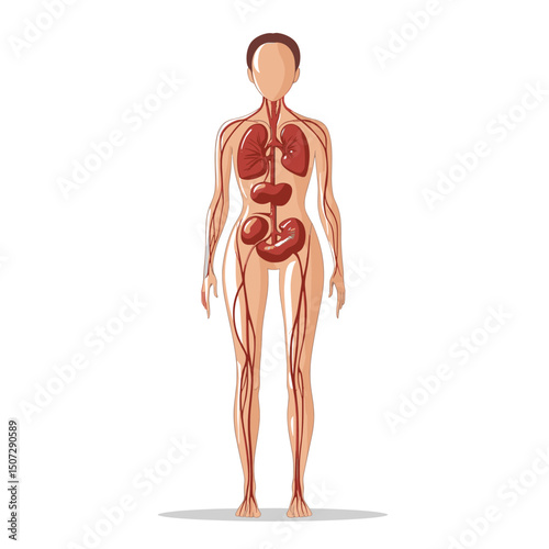 Human Anatomy Illustration of Female Figure with Internal Organs and Circulatory System on White Background for Medical or Educational Purposes